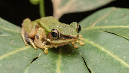 Wall Mural - Nature wildlife image of Torrent Frog (Meristogenys phaeomerus) on deep Rainforest jungle on Sabah, Borneo