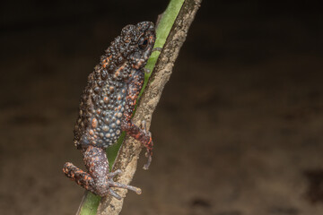 Wall Mural - Nature wildlife image of Spiny Slender Toad (Ansonia spinulifer)