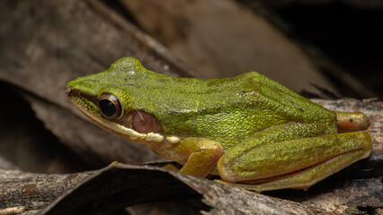 Wall Mural - Nature wildlife image of Torrent Frog (Meristogenys phaeomerus) on deep Rainforest jungle on Sabah, Borneo