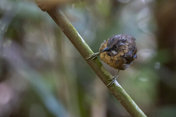 Wall Mural - nature wildlife image of Grey-throated Babbler taken on deep rainforest jungle at Sabah, Borneo