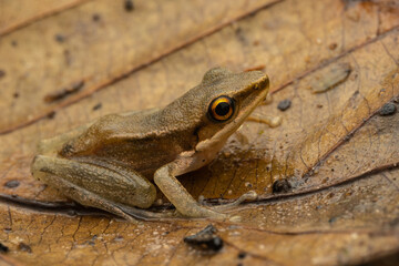 Wall Mural - Macro image of beautiful Frog on leaf at Sabah, Borneo