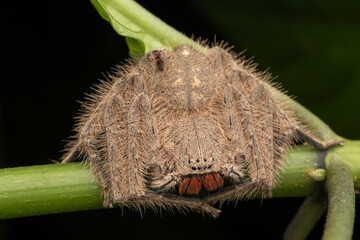 Nature wildlife image of Red-and-Black Jawed Huntsman (Heteropoda sp)