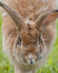 Close-up image of Adorable rabbit at rabbit farm