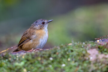 Wall Mural - Nature wildlife image of Temminck's Babbler bird on Deep rainforest jungle at Sabah, Borneo