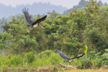 Wall Mural - Nature wildlife image of Lesser Adjutant Stork bird on paddy field