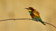 European Bee-eater on a branch