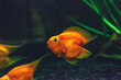 Blood parrot cichlid fish swimming in aquarium. Heart parrot in fishtank
