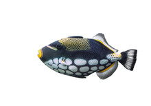 Clown Triggerfish Isolated On Transparent Background. Colorful Clownfish Cut Out Icon, Side View