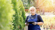 Thuja tree farm, Senior gardener woman using tablet computer for garden shop control inventory flowers and plants