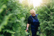 Woman gardener removing dry yellow branches of thuja trees, care plants on farm shop