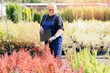 Senior gardener woman controls flower in garden shop. Concept small business farm