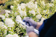 Senior gardener Woman flower breeder controls varieties of hydrangeas in garden. Concept small business farm.