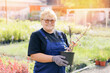 Portrait Senior gardener woman with flower in garden shop. Concept small business farm of breeder plants