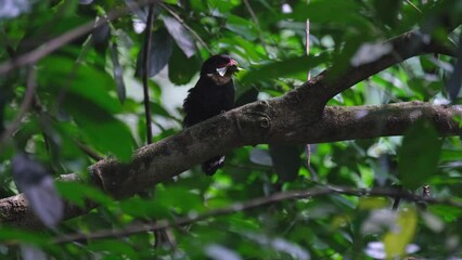 facing to the right with a leaf in its mouth while perched on a big branch in kaeng krachan national