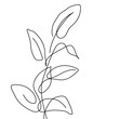 Ficus leaves one line drawing.  