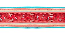 Red And White Blood Cells Flow Inside An Artery, Vein.
You Can See Vein Layers And Vein Valves That Help Prevent A Backflow Of Blood.
Vein Details: Outer Layer,smooth Muscle, Inner Layer,base Membrane