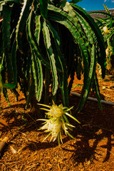 Wall Mural - Dragon fruit trees grown in Lam Ha, Lam Dong are blooming beautiful white flowers