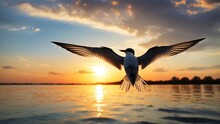 Silhouette Photo Of Common Tern Flying Under Sunset Sky. Sterna Hirundo.