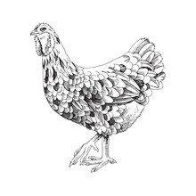 Hand Drawn Ameraucana Chicken Illustration