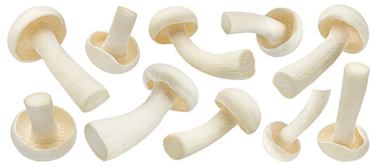 Wall Mural - Shimeji mushroom, white beech mushrooms isolated on white background, full depth of field