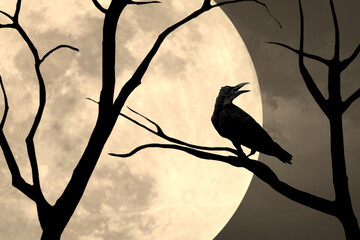 Wall Mural - Silhouette of a crow standing on a branch on a full moon night in nature, Halloween concept.