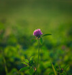 Clover bloom in summer sunset evening in national park in north Bohemia