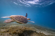 Grüne Schildkröte - Ägypten, Rotes Meer