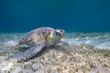 Grüne Schildkröte - Ägypten, Rotes Meer