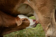 Calf suckling on the udder of the mother cow