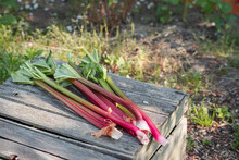 Freshly Harvested Rhubarb On Wooden Crate