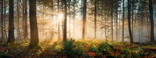 Magical Light In Misty Forest, With The Rays Of Gold Sunlight Illuminating The Fog And Vegetation, And The Tree Trunks Silhouettes Creating Depth. Panoramic Shot.
