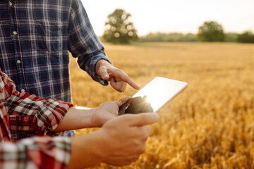 Wall Mural - Experienced farmers in a golden wheat field with a modern tablet checking the growth and quality of the crop. Smart farm. Agriculture, business concept.