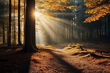 Poster - Autumn forest nature.