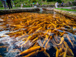 Amberforellen im Fischbecken