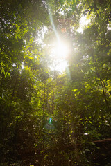 Wall Mural - Jungle scenery and lush green leaves let the sun's rays shine through on the island of Koh Chang, in the Gulf of Thailand, Trat province, Southeast Asia.