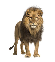 Wall Mural - male adult lion standing, panthera leo, isolated on white