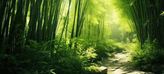 sections of bamboo habitat in the forest.