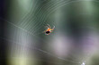 Pająk plecie swoją pajęczynę z owady. 