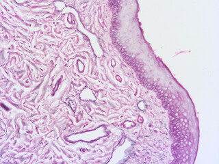 Wall Mural - picture of histology human tissue with microscope from laboratory (not Illustration Designation)