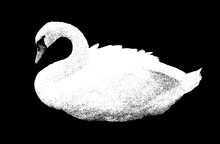 White Swan Bird On Dark Background. Realistic Vector Illustration