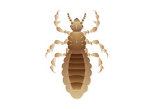 Louse Insect Vector Art Isolated On White Background