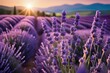 Lavendelfelder Landschaft in der Toskana