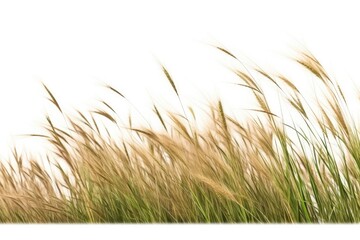 A beautiful, sunlit meadow with lush green grass and golden wheat, epitomizing the beauty of nature.