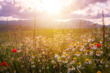 Daisies and other wild flower in summer meadow on sunset