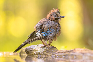 Wall Mural - Eurasian Jay Bathing in Water