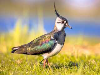 Poster - Northern lapwing foraging in grassland Netherlands