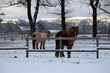 Hintergrundbild einer Pferdefarm im Winter in Deutschland