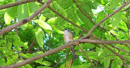 Wall Mural - Grey-backed shrike|Lanius tephronotus|灰背伯劳