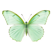 Butterfly  Object Isolated Png
