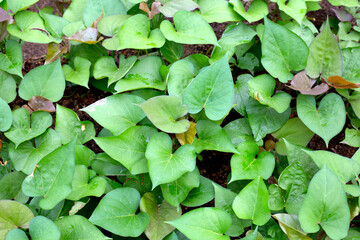 Sticker - Green leaves of sweet potato plant